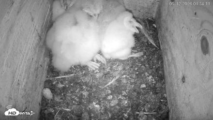 North Carolina Barn Owls Live Cam - May 12, 2026, 1:34am EDT