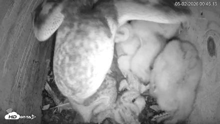 North Carolina Barn Owls Live Cam - May 2, 2026, 12:45am EDT