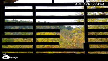 North Carolina Barn Owls Live Cam - Oct 4, 2026, 12:35pm EDT