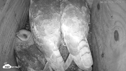 North Carolina Barn Owls Live Cam - Jun 26, 2026, 1:30pm EDT