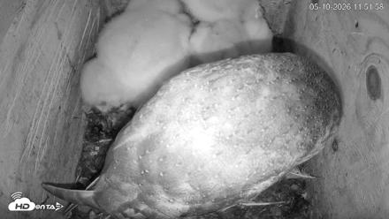 North Carolina Barn Owls Live Cam - May 10, 2026, 11:53am EDT