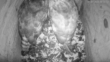 North Carolina Barn Owls Live Cam - Mar 7, 2026, 9:32am EST