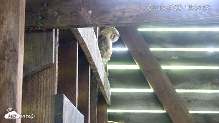 North Carolina Barn Owls Live Cam - May 16, 2026, 4:25pm EDT