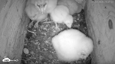 North Carolina Barn Owls Live Cam - May 11, 2026, 9:48pm EDT