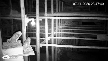North Carolina Barn Owls Live Cam - Jul 11, 2026, 11:48pm EDT