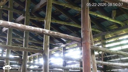 North Carolina Barn Owls Live Cam - May 22, 2026, 8:50am EDT