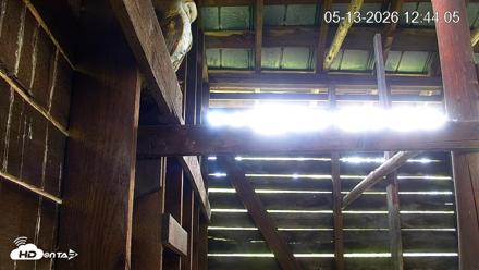 North Carolina Barn Owls Live Cam - May 13, 2026, 12:45pm EDT