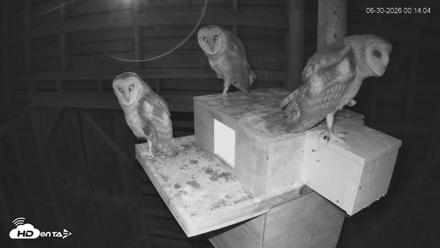North Carolina Barn Owls Live Cam - Jun 30, 2026, 12:16am EDT