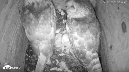 North Carolina Barn Owls Live Cam - Apr 27, 2026, 8:25pm EDT