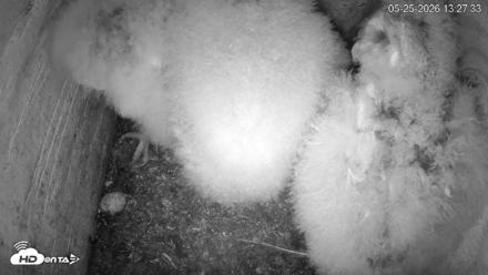 North Carolina Barn Owls Live Cam - May 25, 2026, 1:28pm EDT