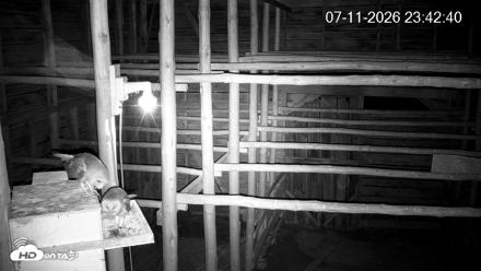 North Carolina Barn Owls Live Cam - Jul 11, 2026, 11:43pm EDT