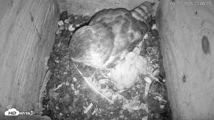 North Carolina Barn Owls Live Cam - Apr 23, 2026, 11:01pm EDT