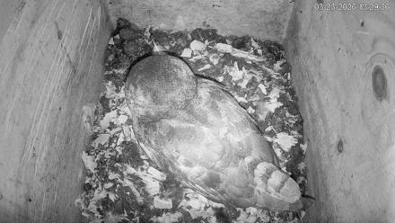 North Carolina Barn Owls Live Cam - Mar 23, 2026, 1:30pm EDT