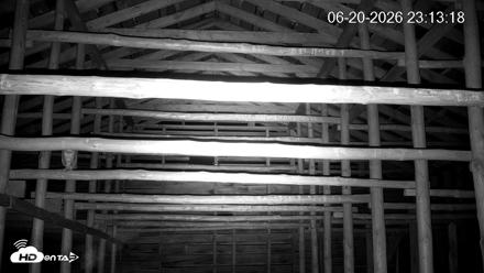North Carolina Barn Owls Live Cam - Jun 20, 2026, 11:14pm EDT