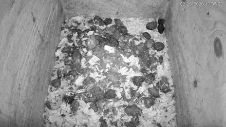 North Carolina Barn Owls Live Cam - Feb 26, 2026, 1:57pm EST