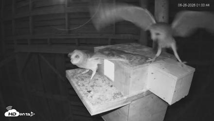 North Carolina Barn Owls Live Cam - Jun 26, 2026, 1:03am EDT