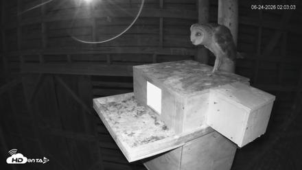 North Carolina Barn Owls Live Cam - Jun 24, 2026, 2:03am EDT