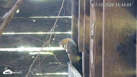 North Carolina Barn Owls Live Cam - Jul 15, 2026, 3:44pm EDT