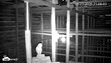 North Carolina Barn Owls Live Cam - Jun 27, 2026, 9:08pm EDT