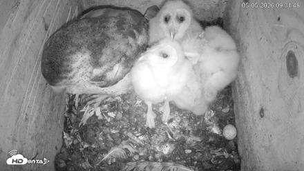 North Carolina Barn Owls Live Cam - May 5, 2026, 9:32am EDT