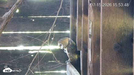 North Carolina Barn Owls Live Cam - Jul 15, 2026, 3:54pm EDT