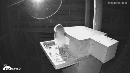 North Carolina Barn Owls Live Cam - Jun 8, 2026, 1:23am EDT