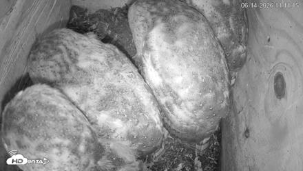 North Carolina Barn Owls Live Cam - Jun 14, 2026, 11:13am EDT