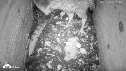 North Carolina Barn Owls Live Cam - Apr 16, 2026, 9:49pm EDT