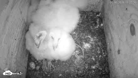 North Carolina Barn Owls Live Cam - May 16, 2026, 11:28am EDT