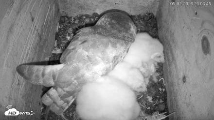 North Carolina Barn Owls Live Cam - May 2, 2026, 9:04pm EDT