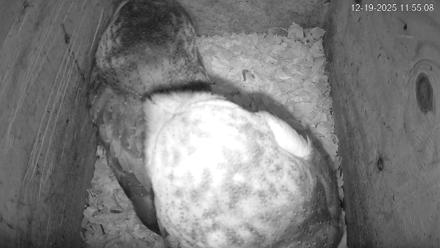 North Carolina Barn Owls Live Cam - Dec 19, 2025, 11:55am EST