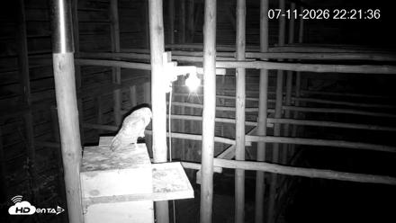 North Carolina Barn Owls Live Cam - Jul 11, 2026, 10:22pm EDT