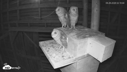 North Carolina Barn Owls Live Cam - Jun 26, 2026, 2:19am EDT