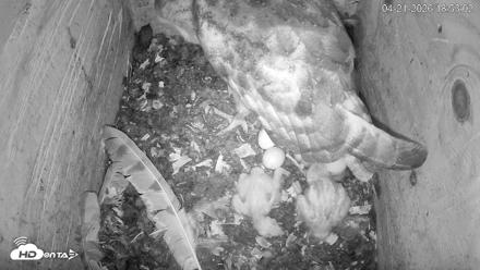 North Carolina Barn Owls Live Cam - Apr 21, 2026, 6:54pm EDT