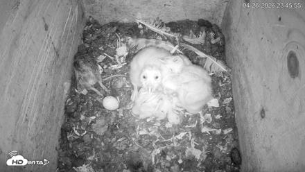 North Carolina Barn Owls Live Cam - Apr 26, 2026, 11:46pm EDT