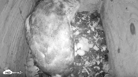 North Carolina Barn Owls Live Cam - Apr 14, 2026, 4:59pm EDT