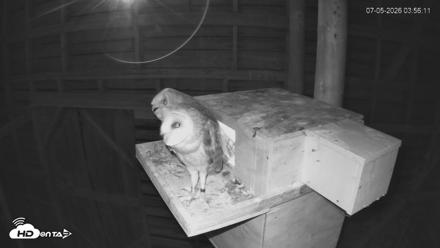 North Carolina Barn Owls Live Cam - Jul 5, 2026, 3:57am EDT