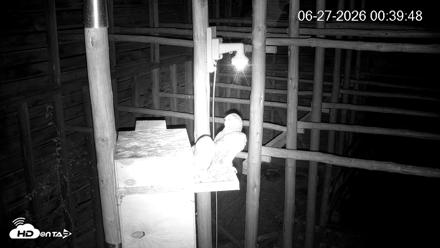 North Carolina Barn Owls Live Cam - Jun 27, 2026, 12:40am EDT