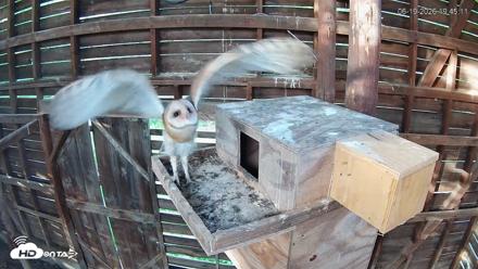 North Carolina Barn Owls Live Cam - Jun 19, 2026, 7:45pm EDT