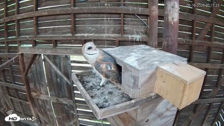 North Carolina Barn Owls Live Cam - Jun 16, 2026, 8:18pm EDT