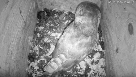 North Carolina Barn Owls Live Cam - Mar 16, 2026, 12:02pm EDT