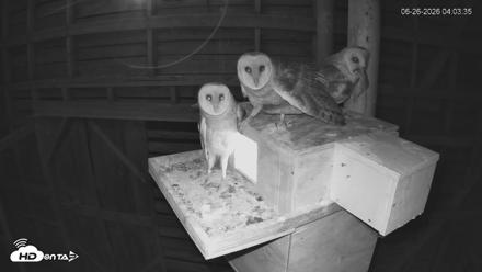 North Carolina Barn Owls Live Cam - Jun 26, 2026, 4:07am EDT