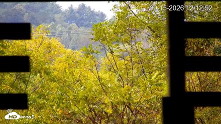 North Carolina Barn Owls Live Cam - Sep 15, 2026, 12:13pm EDT