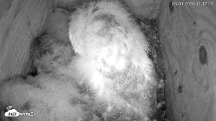 North Carolina Barn Owls Live Cam - Jun 1, 2026, 11:18am EDT