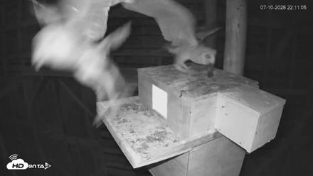 North Carolina Barn Owls Live Cam - Jul 10, 2026, 10:12pm EDT