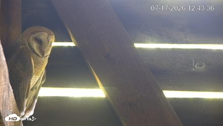 North Carolina Barn Owls Live Cam - Jul 17, 2026, 12:44pm EDT