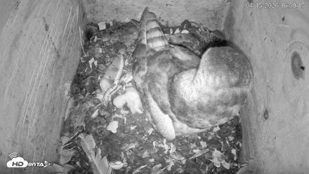 North Carolina Barn Owls Live Cam - Apr 15, 2026, 4:31pm EDT