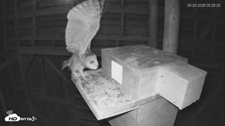 North Carolina Barn Owls Live Cam - Jun 20, 2026, 5:30am EDT