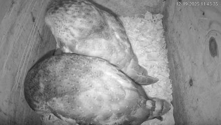 North Carolina Barn Owls Live Cam - Dec 19, 2025, 11:44am EST