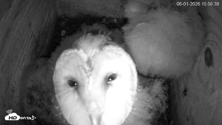 North Carolina Barn Owls Live Cam - Jun 1, 2026, 3:57pm EDT
